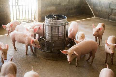 Кормовые стойла