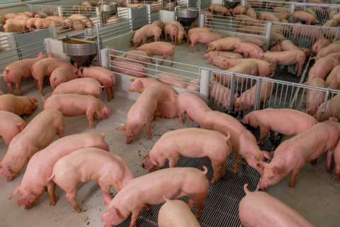 Животноводческие фермы